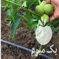 فروش انواع نهال شناسه دار در اصفهان در گروه خرید فروش نهال - انواع گردو پسته بادام سلطانی انگور در یکمیوه
