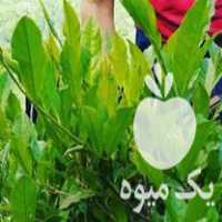 فروش چای طبیعی بهاره ممتاز در رانکوه در گروه خرید فروش عمده چای - سبز ترش کوهی سیاه در یکمیوه