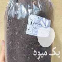 آگهی مشابه فروش خاک گلدان آپارتمانی در لنگرود در گروه خرید فروش کود و مواد شیمیایی - اوره پتاس مرغی کمپوست آهن در یکمیوه