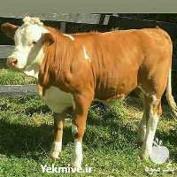 فروش گوساله سمینتال در تهران در گروه گاو و گوسفند و میش و بز کهره گوساله سمینتال در یکمیوه