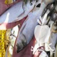 فروش بچه ماهی و غذای ماهی در تهران در گروه ماهی کپور - ماهیان معمولی علف خوار پرورشی خرید و فروش در یکمیوه