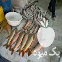 فروش پخش ماهی شمال در تهران در گروه ماهی کپور - ماهیان معمولی علف خوار پرورشی خرید و فروش در یکمیوه