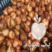 فروش عمده پیاز گل نرگس در تهران در گروه خرید فروش عمده گیاهان زینتی - گرمسیری آپارتمانی باغچه آب در یکمیوه