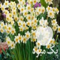 فروش پیاز گل نرگس شهلا در جویبار در گروه خرید فروش عمده گیاهان زینتی - گرمسیری آپارتمانی باغچه آب در یکمیوه