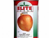 قیمت بذر پیاز الیت _ارلی گرانو در بروجرد در گروه خرید فروش بذر - انواع محصول کشاورزی گوجه کتان میوه درخت در یکمیوه