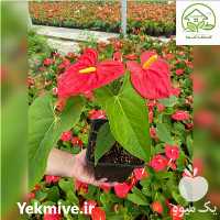 فروش گل انتوریوم در پاکدشت در گروه خرید فروش عمده گیاهان زینتی - گرمسیری آپارتمانی باغچه آب در یکمیوه