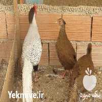 آگهی مشابه فروش قرقاول سیلور بالغ و جوجه در ساری در گروه مرغ و خروس و بوقلمون و اردک قو قاز در یکمیوه