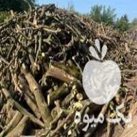فروش چوب مرکبات لیمو در بهنمیر در گروه خرید فروش عمده چوب- زغال چوب گردو تبریزی خام در یکمیوه