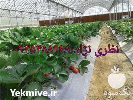 فروش اجرا انواع سازه گلخانه در کرج در گروه سازنده - گلخانه باغ مدرن سالن صنعتی سوله انبار در یکمیوه -عکس1