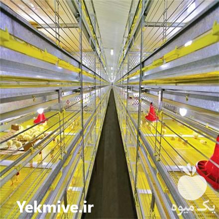 فروش قفس مرغ گوشتی در مشهد در گروه تجهیزات دام و طیور - خرید فروش نو دسته دوم در یکمیوه -عکس1