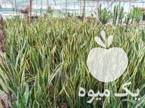 فروش انواع گل و گیاه طبیعی در تهران در گروه خرید فروش عمده گیاهان زینتی - گرمسیری آپارتمانی باغچه آب در یکمیوه -عکس1