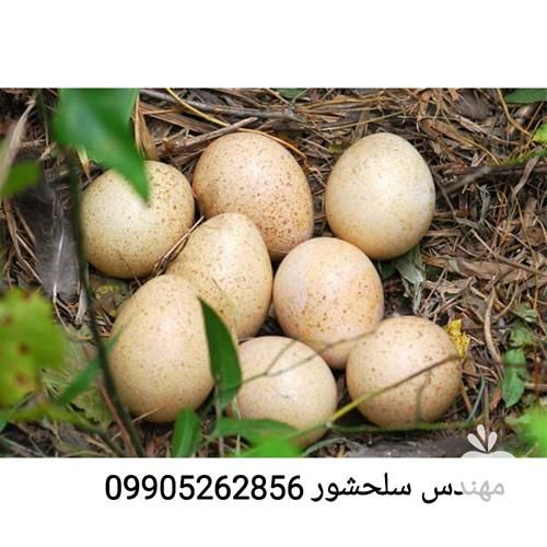 فروش تخم نطفه دار بوقلمون در آذربایجان غربی در گروه انواع تخم ها - مرغ بوقلمون پرنده عمده کشاورزی در یکمیوه -عکس1