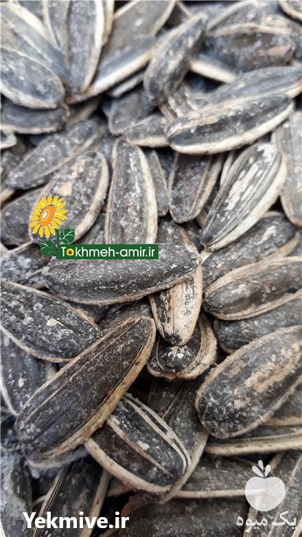 فروش پخش عمده تخمه امیر در خوی در گروه خرید فروش عمده آفتابگردان - تخمه خوی دیم گل در یکمیوه -عکس1