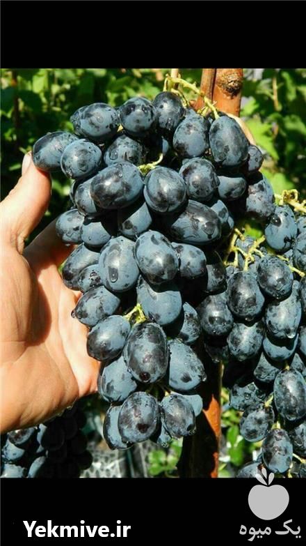 خرید نهال انگور اتم رویال در تهران در گروه خرید فروش نهال - انواع گردو پسته بادام سلطانی انگور در یکمیوه -عکس1