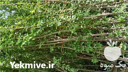 فروش انواع نهال میوه در کرج در گروه خرید فروش نهال - انواع گردو پسته بادام سلطانی انگور در یکمیوه -عکس1