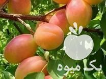 فروش انواع نهال های میوه در تهران در گروه خرید فروش نهال - انواع گردو پسته بادام سلطانی انگور در یکمیوه -عکس1