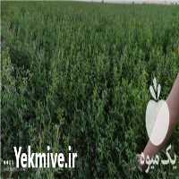 خرید و فروش یونجه درجه 1 در قزوین در گروه خوراک شیلات و آبزیان - ماهی گیلان خوزستان چابهار بوشهر در یکمیوه