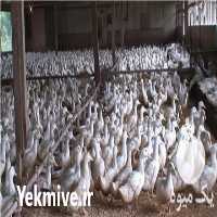 فروش اردک پکنی سفید یکروزه در ورامین در گروه مرغ و خروس و بوقلمون و اردک قو قاز در یکمیوه