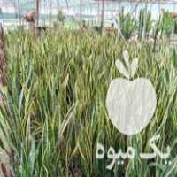 فروش انواع گل و گیاه طبیعی در تهران در گروه خرید فروش عمده گیاهان زینتی - گرمسیری آپارتمانی باغچه آب در یکمیوه