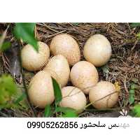فروش تخم نطفه دار بوقلمون در آذربایجان غربی در گروه انواع تخم ها - مرغ بوقلمون پرنده عمده کشاورزی در یکمیوه