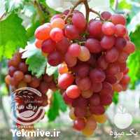 فروش نهال انگور پرنس در تهران در گروه خرید فروش نهال - انواع گردو پسته بادام سلطانی انگور در یکمیوه