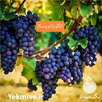 فروش نهال انگور لابروسکا در تهران در گروه خرید فروش نهال - انواع گردو پسته بادام سلطانی انگور در یکمیوه