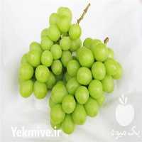 فروش نهال انگور موسکات در تهران در گروه خرید فروش نهال - انواع گردو پسته بادام سلطانی انگور در یکمیوه