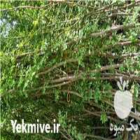 فروش انواع نهال میوه در کرج در گروه خرید فروش نهال - انواع گردو پسته بادام سلطانی انگور در یکمیوه