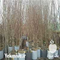 فروش نهال در کرج در گروه خرید فروش نهال - انواع گردو پسته بادام سلطانی انگور در یکمیوه