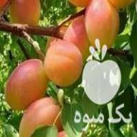 فروش انواع نهال های میوه در تهران در گروه خرید فروش نهال - انواع گردو پسته بادام سلطانی انگور در یکمیوه