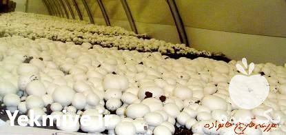 فروش کمپوست قارچ دکمه ای در ارومیه در گروه خرید فروش عمده قارچ - دکمه ای خوراکی دارویی پرورشی کوهی در یکمیوه -عکس1