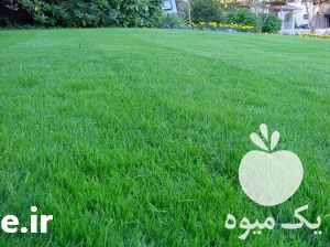 فروش عرضه کود و سولفات در تهران در گروه خرید فروش کود و مواد شیمیایی - اوره پتاس مرغی کمپوست آهن در یکمیوه -عکس1