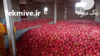 انار پوست نازک دون سیاه در ساوه در گروه خرید فروش عمده انار - ساوه شیراز شیرین ترش در یکمیوه -عکس2