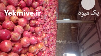 انار پوست نازک دون سیاه در ساوه در گروه خرید فروش عمده انار - ساوه شیراز شیرین ترش در یکمیوه -عکس3