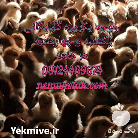 فروش عمده جوجه مرغ بومی اصلاح شده در تهران در گروه مرغ و خروس و بوقلمون و اردک قو قاز در یکمیوه -عکس1