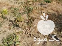 فروش نهال پایه رویشی کشت بافت GN 15 در ارومیه در گروه خرید فروش نهال - انواع گردو پسته بادام سلطانی انگور در یکمیوه -عکس1