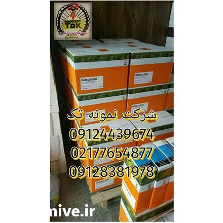 فروش بذر چغندر در تهران در گروه خرید فروش بذر - انواع محصول کشاورزی گوجه کتان میوه درخت در یکمیوه -عکس1