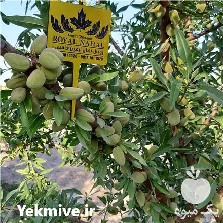 فروش نهال بادام تونو در تهران در گروه خرید فروش نهال - انواع گردو پسته بادام سلطانی انگور در یکمیوه -عکس1