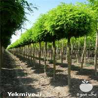 فروش نهال میوه کرج در البرز در گروه خرید فروش نهال - انواع گردو پسته بادام سلطانی انگور در یکمیوه