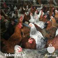 فروش جوجه مرغ محلی در ورامین در گروه مرغ و خروس و بوقلمون و اردک قو قاز در یکمیوه