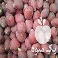 فروش بذر سیکاس دارای قوه و نطفه دار در رامسر در گروه خرید فروش بذر - انواع محصول کشاورزی گوجه کتان میوه درخت در یکمیوه