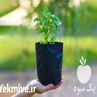 فروش کیسه نهال با کیفیت بالا در سمنان در گروه خرید فروش بسته بندی نایلونی - کیسه نایلکس مشما پلاستیک در یکمیوه