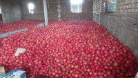انار پوست نازک دون سیاه در ساوه در گروه خرید فروش عمده انار - ساوه شیراز شیرین ترش در یکمیوه