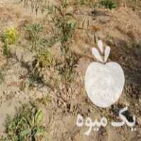 فروش نهال پایه رویشی کشت بافت GN 15 در ارومیه در گروه خرید فروش نهال - انواع گردو پسته بادام سلطانی انگور در یکمیوه