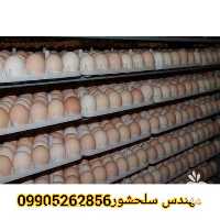 فروش تخم مرغ گوشتی نطفه دار تضمینی در قزوین در گروه انواع تخم ها - مرغ بوقلمون پرنده عمده کشاورزی در یکمیوه