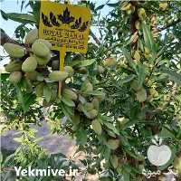 فروش نهال بادام تونو در تهران در گروه خرید فروش نهال - انواع گردو پسته بادام سلطانی انگور در یکمیوه