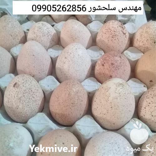 فروش تخم نطفه دار بوقلمون در هرمز در گروه انواع تخم ها - مرغ بوقلمون پرنده عمده کشاورزی در یکمیوه -عکس1