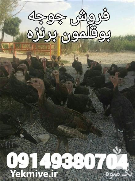 فروش جوجه بوقلمون برنز و بورن در ارومیه در گروه مرغ و خروس و بوقلمون و اردک قو قاز در یکمیوه -عکس1