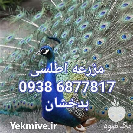 فروش جوجه طاووس در ساری در گروه مرغ و خروس و بوقلمون و اردک قو قاز در یکمیوه -عکس1