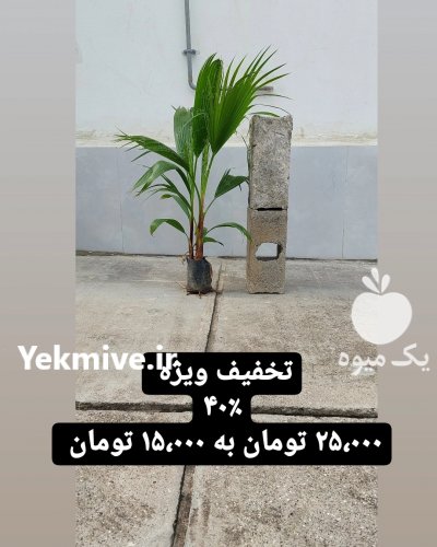 پالم نشایی واشنگتنی نایلکسی در نوشهر در گروه خرید فروش نشا - انواع گوجه برنج کاهو پیاز کاری فرنگی در یکمیوه